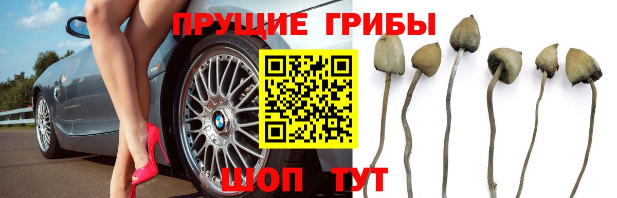 хочу   Псилоцибиновые грибы мухоморы  Вход с VPN  Казань 